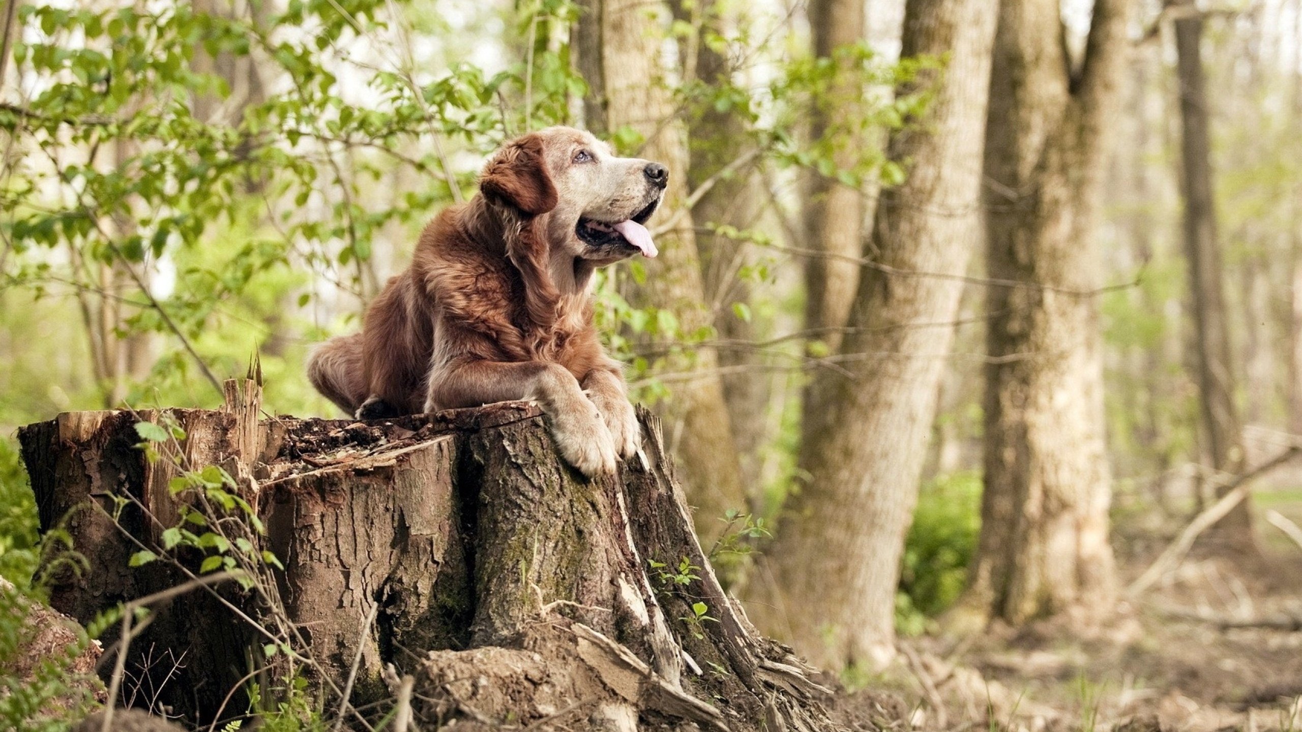 北欧铁骑对阵非洲雄鹰,罗德里关键回合一锤定音,诠释何为大心脏